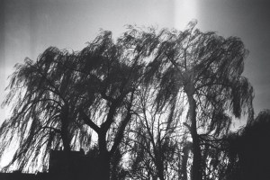 19067689061_e738cb509e_o