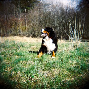 8619210429_d8578dccba_o